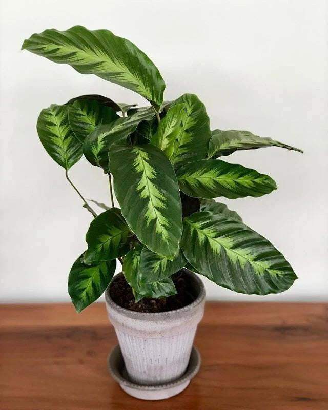 Misto Calathea Seeds - 25+ Pack for Garden Planting - Free Shipping in USA - Calathea Misto