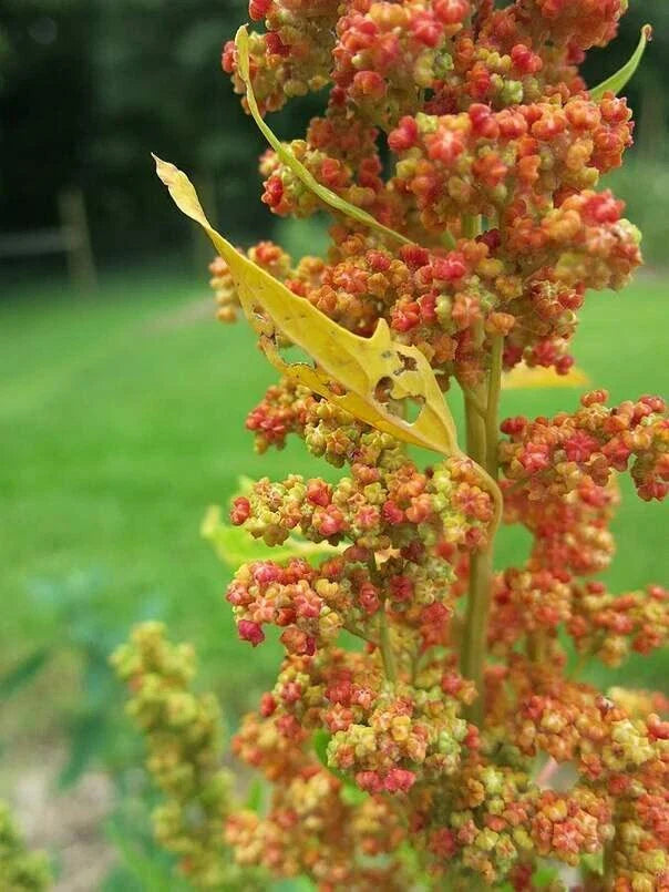 Lambsquarters Seeds for Planting 100 Seeds Chenopodium Album Organic Heirloom Non-GMO Edible Greens