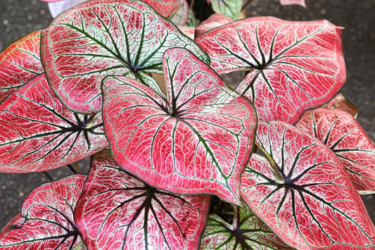 Scarlet O'Hara Caladium Bulbs - 6 Count, Colorful Perennial, Perfect for Planting - Caladium bicolor