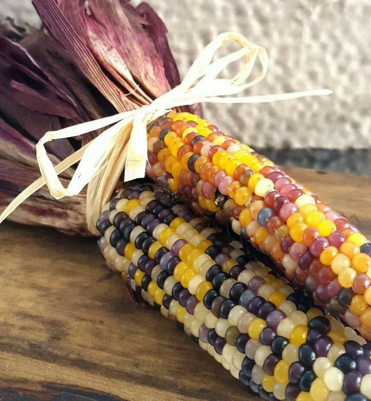 Red Husk Rainbow Ornamental Corn Seeds | Glass Gem Color Flint Popcorn Seed | Zea mays - 2025 Harvest