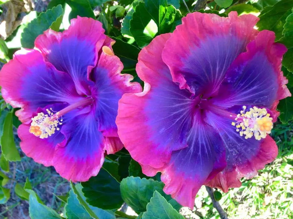 Hibiscus Seeds - 20 Pink Purple Blue Perennial Flower Seeds - Hibiscus rosa-sinensis - US Seller