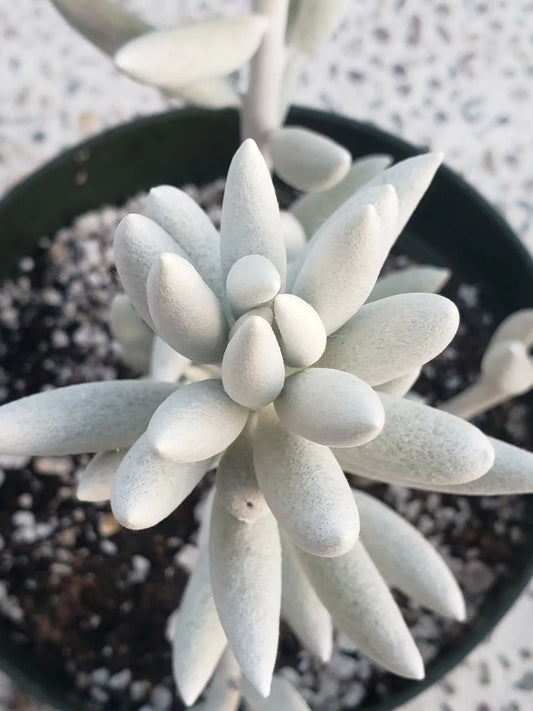 Rare Senecio Haworthii Succulent Plant - 3" Diameter - Whitest of All Succulents