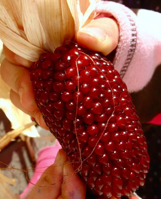500+ Strawberry Ruby Corn Seeds - Organic Heirloom Popcorn - Sweet Variety - Zea mays Everta