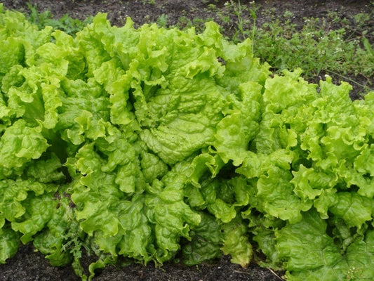 Grand Rapids Leaf Lettuce Seeds 200 Count Packet - Loose Leaf, Crisp, Tender - Lactuca sativa