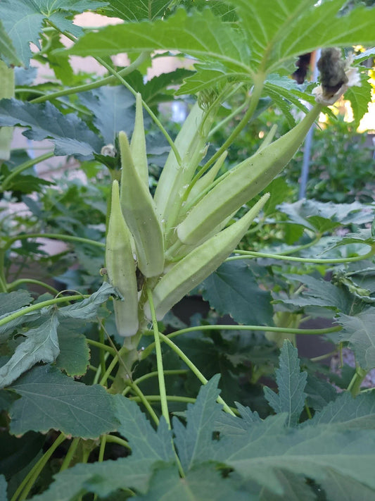 Okra Seeds - NON-GMO Bhindi/Bamia, Organic Heirloom Variety - Abelmoschus esculentus