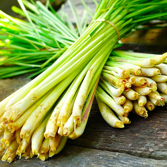 West Indian Lemongrass Seeds - Citronella Planting Seeds for Landscaping - Cymbopogon citratus