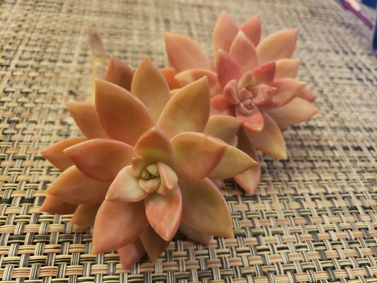 GRAPTOSEDUM "California Sunset" Cuttings - 2.5" Diameter - Unrooted Succulent Plants