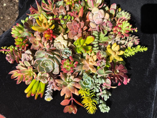 Colorful Succulent Cuttings Set of 20 Varieties | Healthy Assorted Succulents for Planting | Ideal for Home Decor