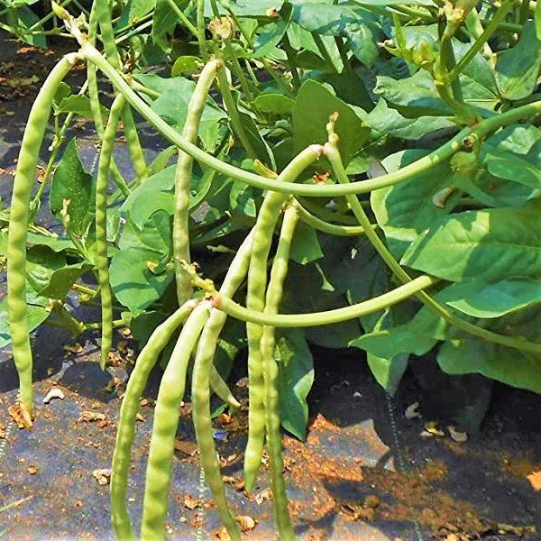 Mississippi Cream Pea Seeds - Southern Field Pea Zipper - 2025 Planting - High Yield, Disease Resistant