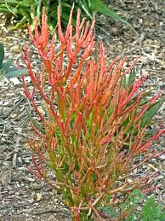 15 Cuttings 8-12" Firestick Pencil Thornless Succulent Euphorbia Tirucalli, Drought-Tolerant Indoor Plant Cuttings