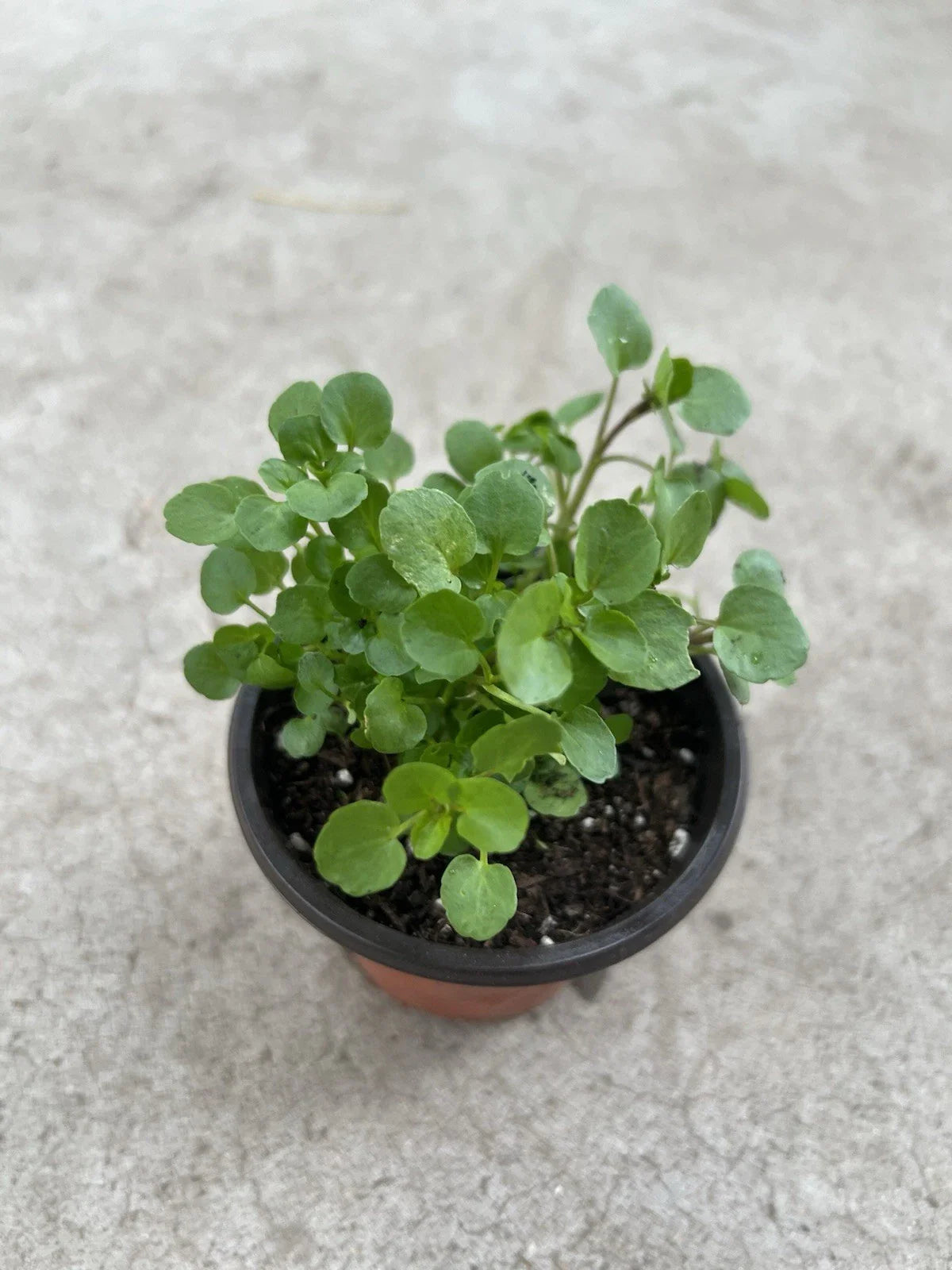 Watercress Live Plant in Pot - Fresh Edible Vegetable for Home Gardening (Nasturtium officinale)