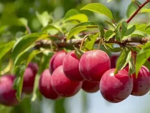 Fresh Unrooted Cuttings Plum Tree Organic - 6+1 Free, Edible Fruit Plants, Perfect for Home Gardens, Prunus domestica
