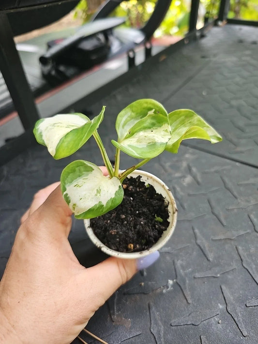 Manjula Pothos Plant 2.5" Pot Variegated Fully Rooted Epipremnum aureum