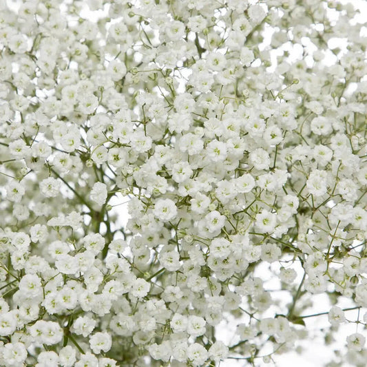 Baby's Breath Seeds - Non-GMO Flower Seeds - Gypsophila paniculata - Ideal for Gardens and Bouquets - Free Shipping