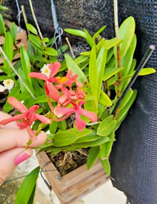 Rooted Cutting Orchid - Pink Epidendrum radicans - Full Sun Houseplant