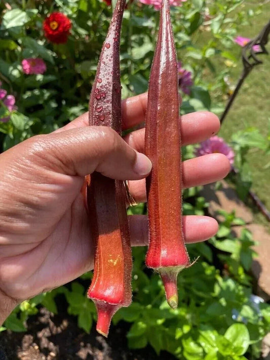 Red Burgundy Okra Seeds - 100+ NON-GMO Heirloom Seeds - Fresh Quality for Home Gardening (Abelmoschus esculentus)