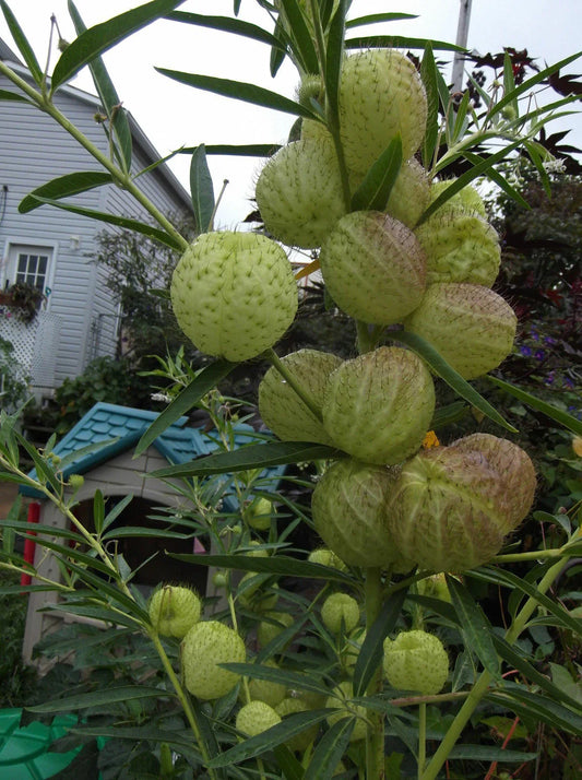 Butterfly Ball Seeds - 20 Perennial Hairy Ball Seeds - Unique Garden Flowers - US Seller