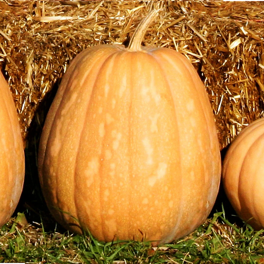 Dickinson Pumpkin Seeds | Kentucky Field Variety | Tan Squash Vegetable Seed | 2025