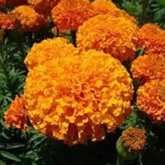 Orange Inca Marigold Seeds - Organic 100 Count - Tagetes erecta - USA Grown, Free Shipping