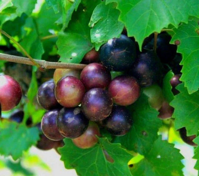 Muscadine Grape Plant Cuttings 5 Male + 5 Female Southern Native Wild Fruit Vines (Vitis rotundifolia)
