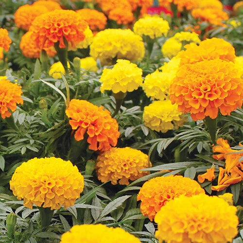 CrackerJack Mix Marigold Seeds | Heirloom Flower Seeds | Colorful Blooms | Tagetes erecta | Free Shipping