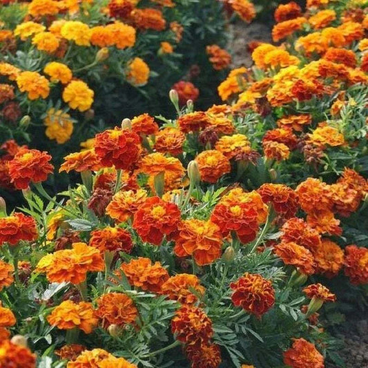 French Marigold Seeds Mix - Heirloom Non-GMO Assorted Colors - 1000 Seeds - Tagetes patula