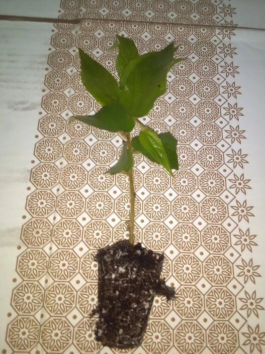 Jamaican Cherry Starter Plant - Muntingia calabura - Fast-Growing Fruit Tree - Sweetest Fruit - Small Size - 1 Plant