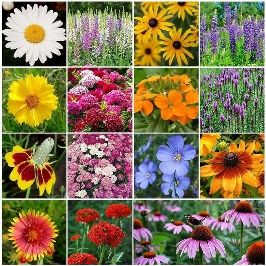 Perennial Wildflower Seed Mix, 1/4 LB, 15 Species, Easy to Grow, Native Wildflowers, Pollinator Friendly