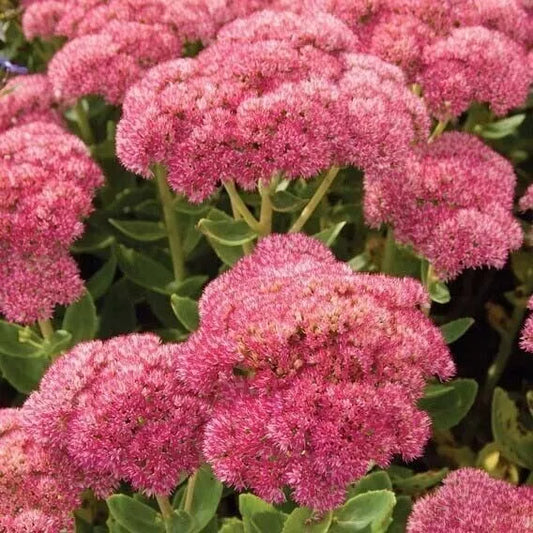 Sedum Autumn Joy Live Plant 1 Bare Root Pink Blooms Stonecrop Hylotelephium Spectabile Perennial 20-24" Tall Full Sun Drought Tolerant