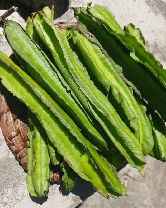 Winged Bean Seeds - 15+ Pack, Dragon Bean, Đậu Rồng Sigarilyas, Tropical Edible Plant Seeds, Free Shipping US