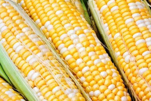 Sweet Corn Seeds - Serendipity Variety - Fresh Non-GMO Seeds - Ideal for Home Gardens - Zea mays