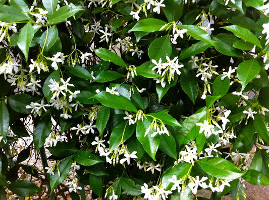 Organic Live Star Jasmine Cuttings - USA Grown, Fragrant Vines, Trachelospermum jasminoides
