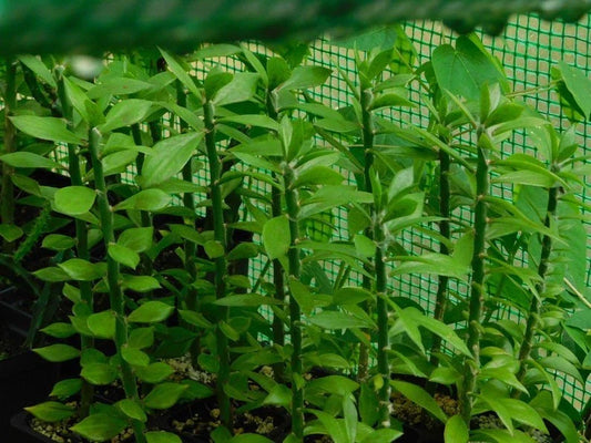 5x Pereskiopsis spathulata Grafting Stock Cactus Cuttings, 6" - Ideal for Grafting and Plant Propagation