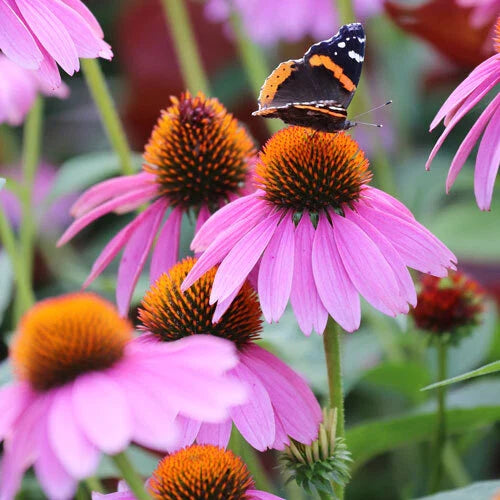 Purple Coneflower Seeds - Non-GMO, 1259 - Echinacea Purpurea - Flowering Plant Seeds for Gardens