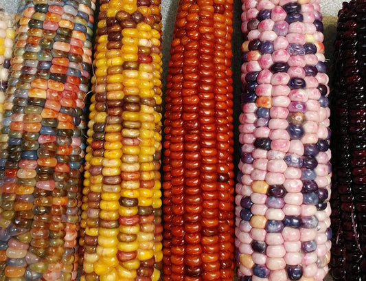 Mountain Indian Corn Seeds - 100 Seeds for Planting - Colorful Varieties - Zea mays
