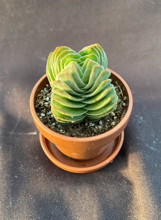 Crassula Buddha's Temple Tiny Rooted Plant in 1" Pot with Saucer - Succulent Houseplant for Indoor Gardening, Crassula perfoliata