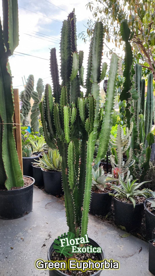 Euphorbia Trigonia Clippings - Lot of 2, 3" Cuttings, Unique Succulent Plant, Indoor Decor