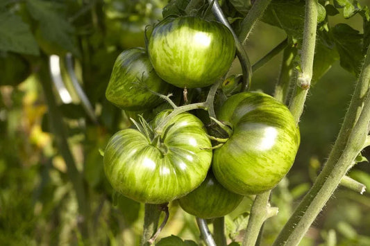 Green Zebra Tomato Seeds - Bi-Colored, NON-GMO, Heirloom Variety, Multiple Sizes Available, Free Shipping