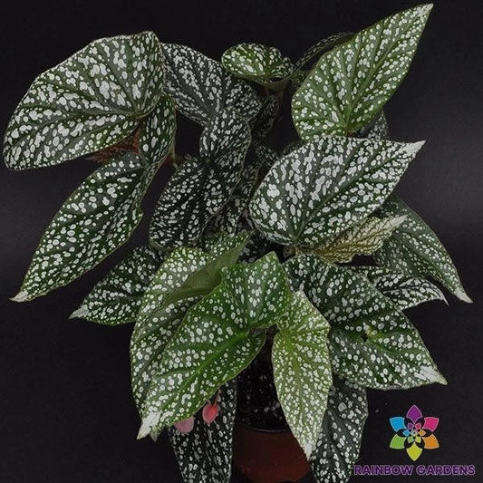 Snow Capped Begonia Seeds - 25+ Seeds for Garden Planting - Ideal for Home Gardens - Begonia spp.