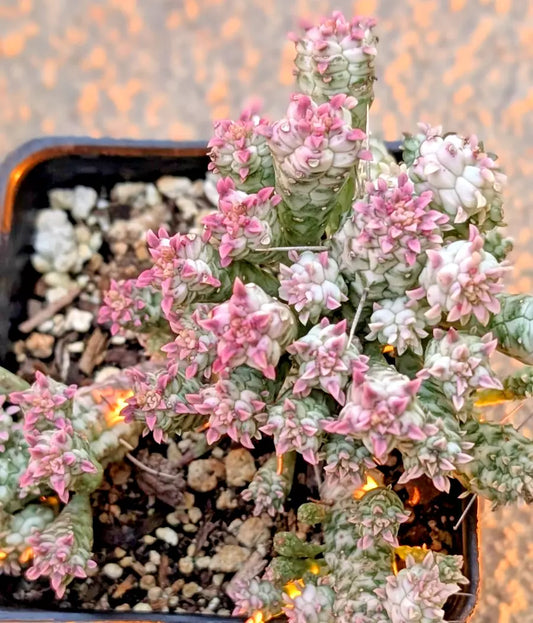Rare Pink Euphorbia Mammillaris Variegata - 2" Rooted Plant - Indian Corn Cob Succulent
