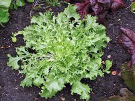 Lettuce Seed 500 Seeds Endive Broadleaf Batavian Heirloom Non-GMO - Ideal for Home Gardening and Sustainable Growing