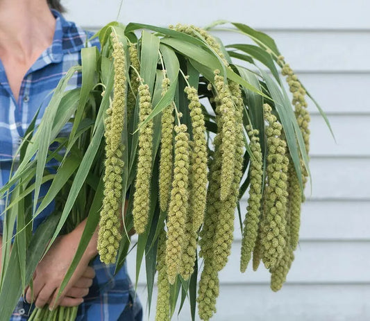 Lime Light Millet Seeds - 50 Ornamental Grass Seeds for Planting - Unique Texture and Color, Elegant Garden Decor