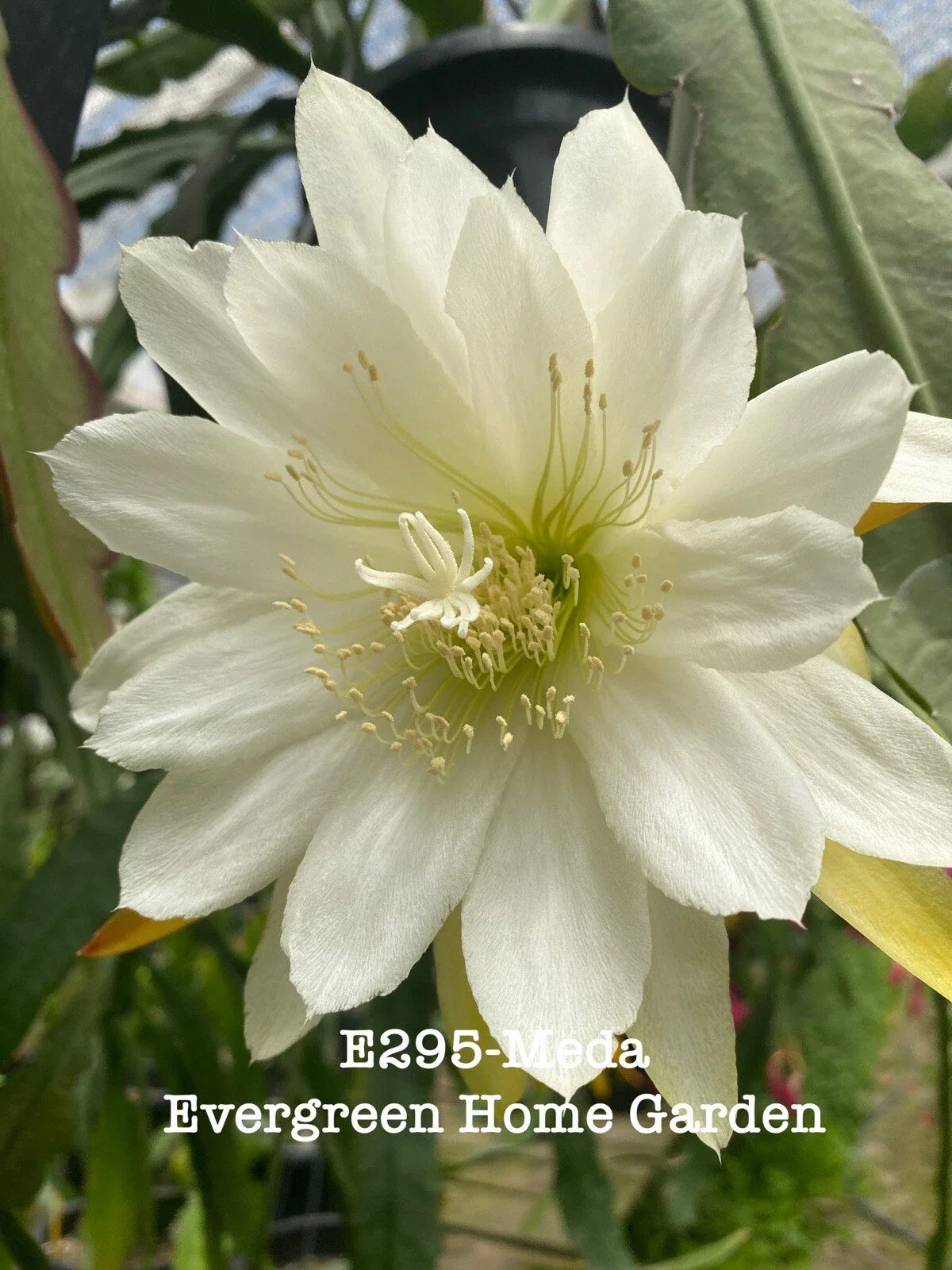 Rooted Hybrid Orchid Cactus "Meda" in 4” Starter Pot - Epiphyllum hybrid - Indoor Plant for Home Decor