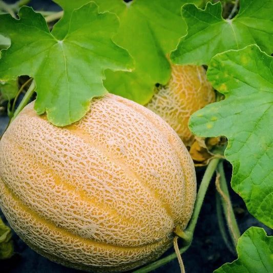 Hales Best Jumbo Cantaloupe Seeds - 100 Organic Heirloom Seeds - Cucumis melo - USA Grown, Free Shipping