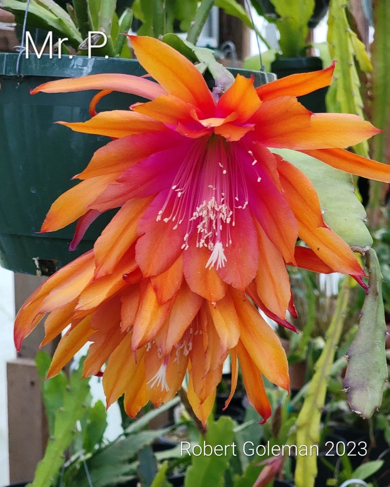 Epiphyllum 'Mr. P.' Rooted Cutting - Rare Orchid Cactus - Unique Indoor Plant, Tropical Houseplant