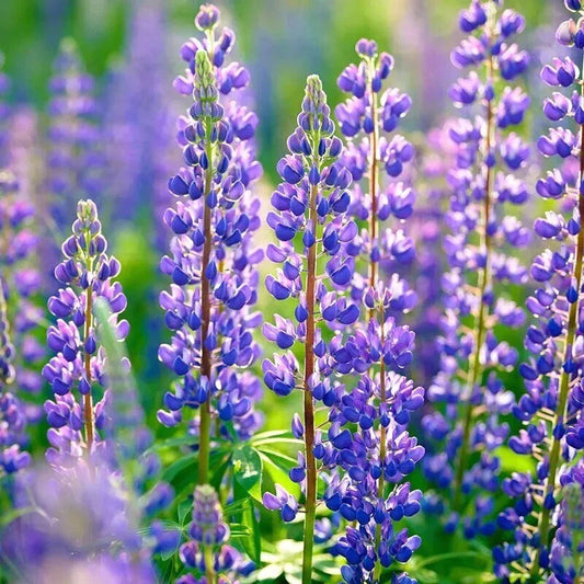 Russell Purple Lupine Seeds - 60 Organic Perennial Seeds - Lupinus polyphyllus - USA Grown, Free Shipping