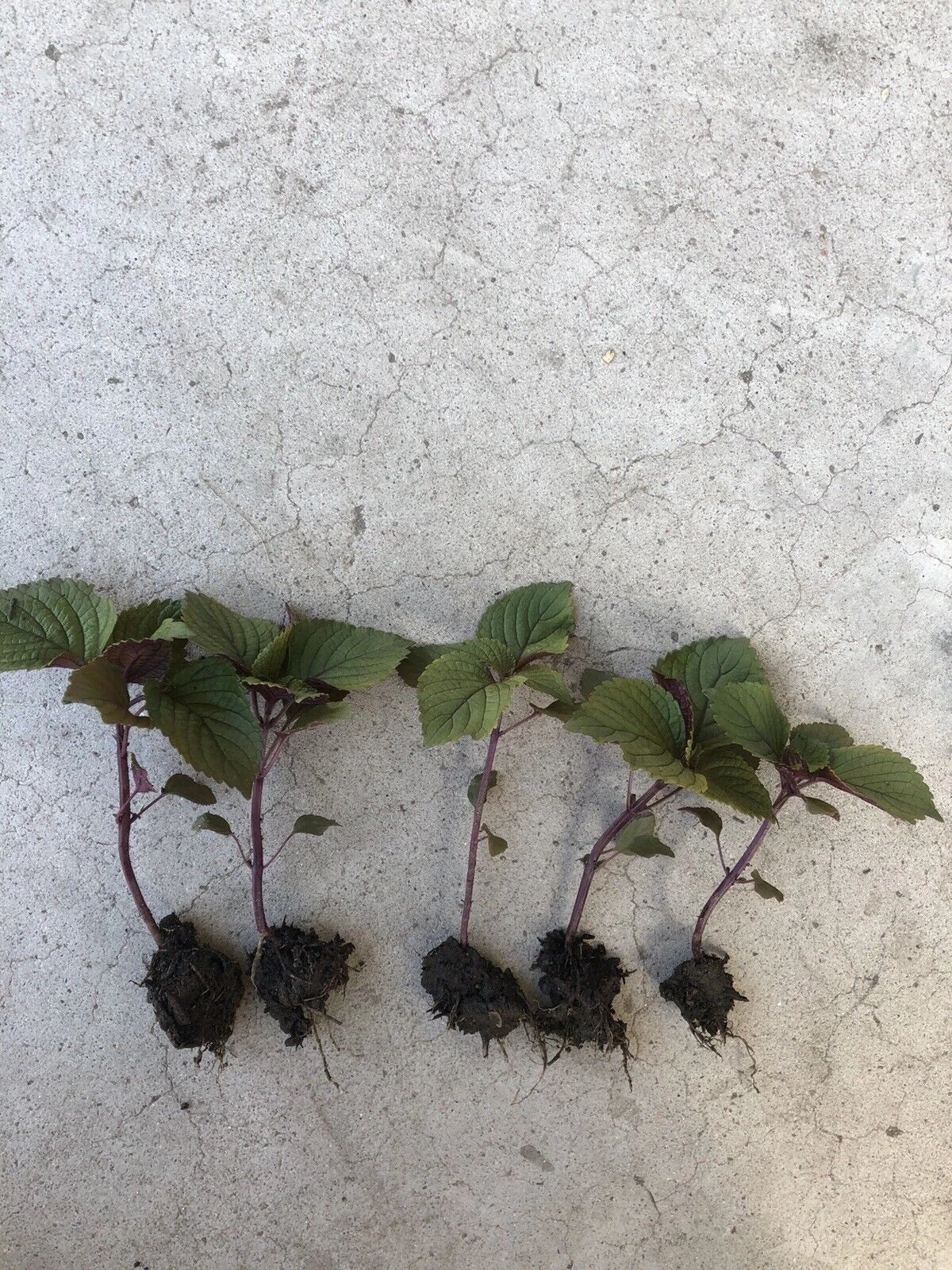 Live Purple Shiso Plant | 2+ Beefsteak, Wild, Japanese Basil | Perilla | NON-GMO