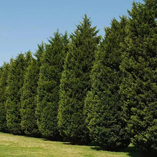 Leyland Cypress Tree Cuttings 6+2 Free Fast Growing Evergreen Cupressus × leylandii