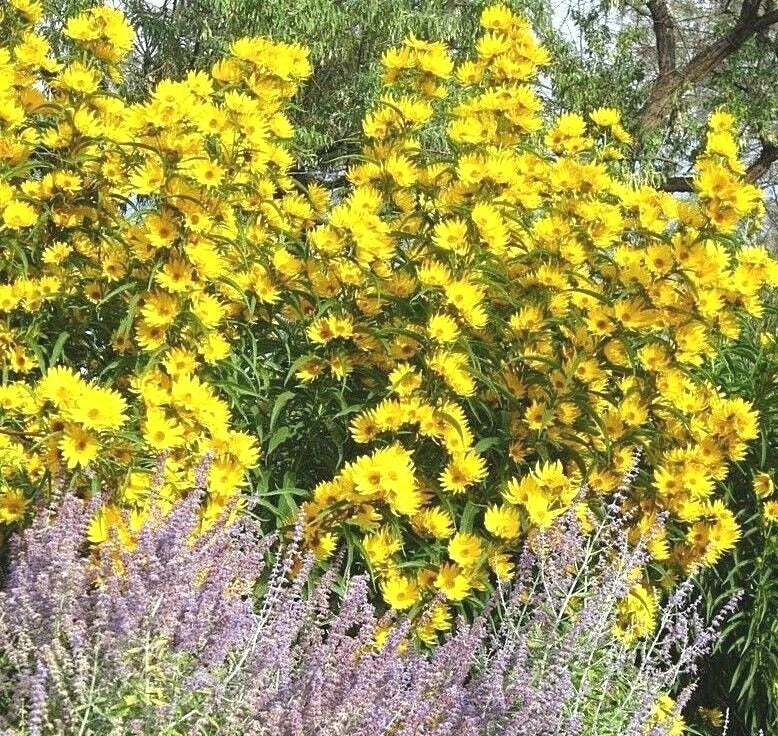 Maximilian Prairie Sunflower Seeds - 100+ Native Wildflower Seeds for Heat, Cold, and Drought Tolerant Gardens - Helianthus maximiliani