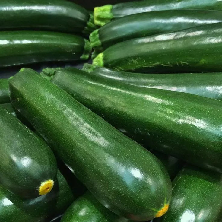 Black Beauty Zucchini Seeds 25 Ct Non-GMO Summer Vegetable Cucurbita pepo